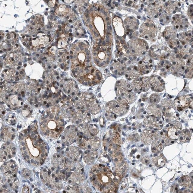 Anti-DPF2 antibody produced in rabbit