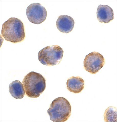 Anti-DR5 antibody produced in rabbit
