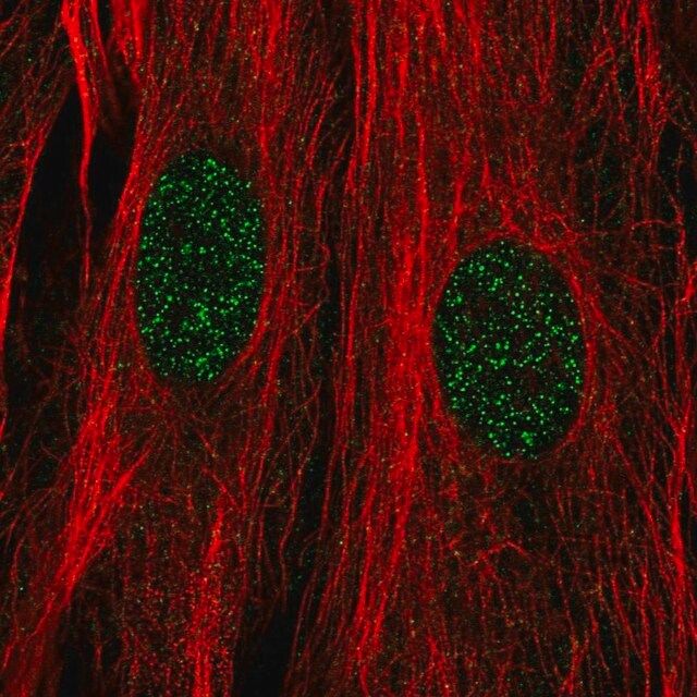 Anti-DPF3 antibody produced in rabbit