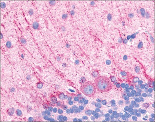 Anti-DRD5 / DOPAMINE antibody produced in rabbit