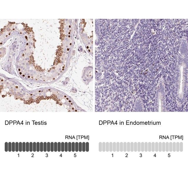 Anti-DPPA4 antibody produced in rabbit