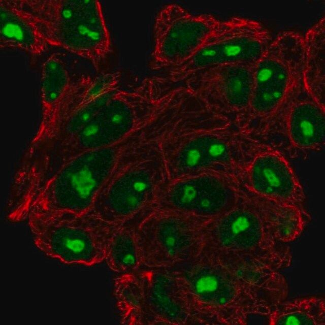 Anti-DPH6 antibody produced in rabbit