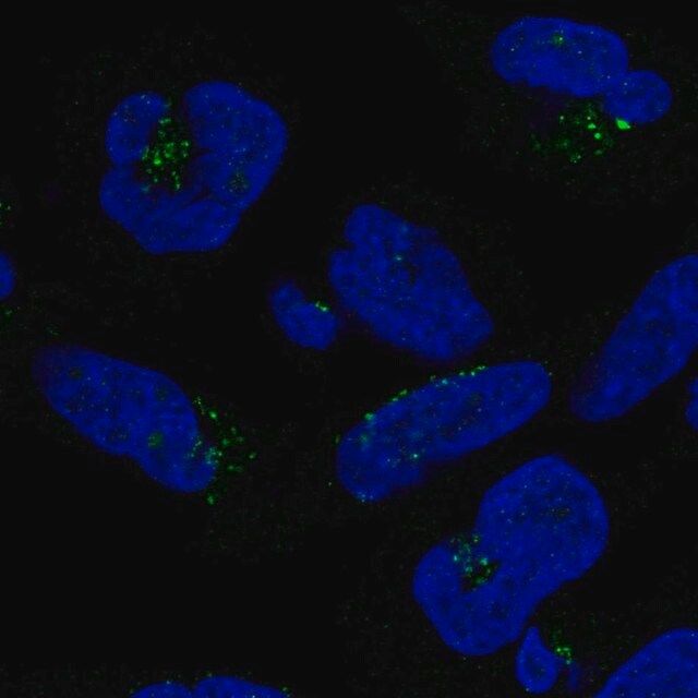 Anti-DPH5 antibody produced in rabbit