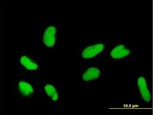 Anti-DR1 antibody produced in mouse