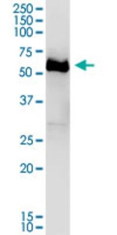 Anti-DPYSL4 antibody produced in mouse