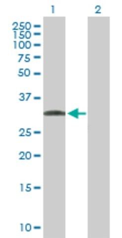 Anti-C1QTNF7 antibody produced in mouse