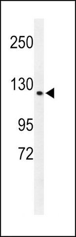 ANTI-CQ068 (CENTER) antibody produced in rabbit