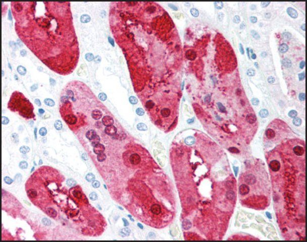Anti-C1QTNF5 antibody produced in rabbit