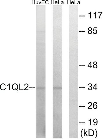 Anti-C1QL2 antibody produced in rabbit