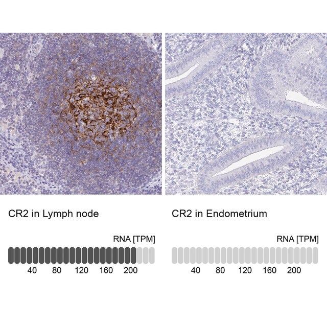 Anti-CR2 antibody produced in rabbit