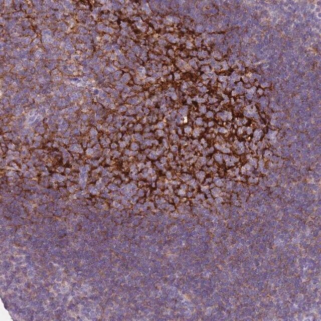 Anti-CR1 antibody produced in rabbit