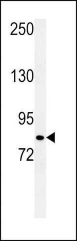ANTI-CQ028 (C-TERM) antibody produced in rabbit