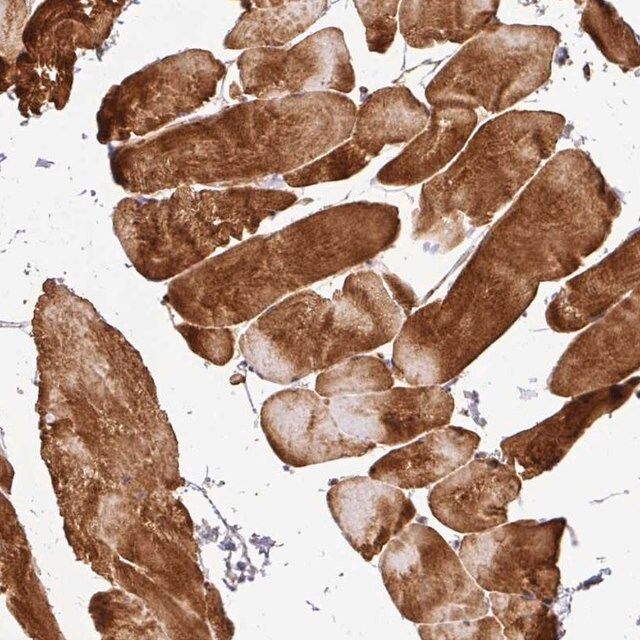 Anti-C1QTNF9 antibody produced in rabbit