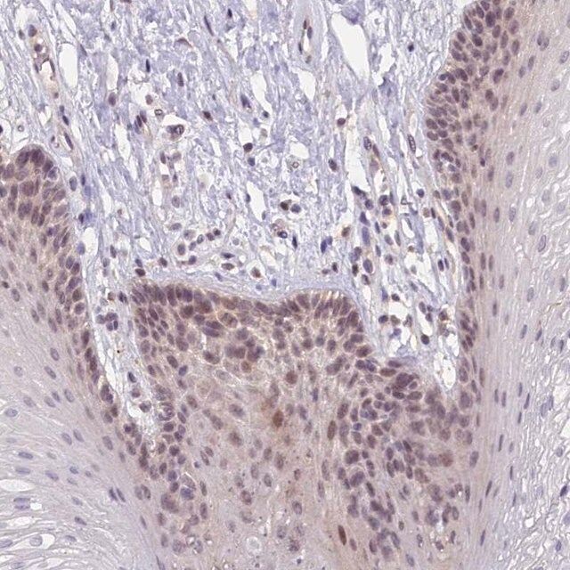 Anti-CRAMP1 antibody produced in rabbit