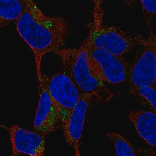 Anti-C1QTNF3 antibody produced in rabbit