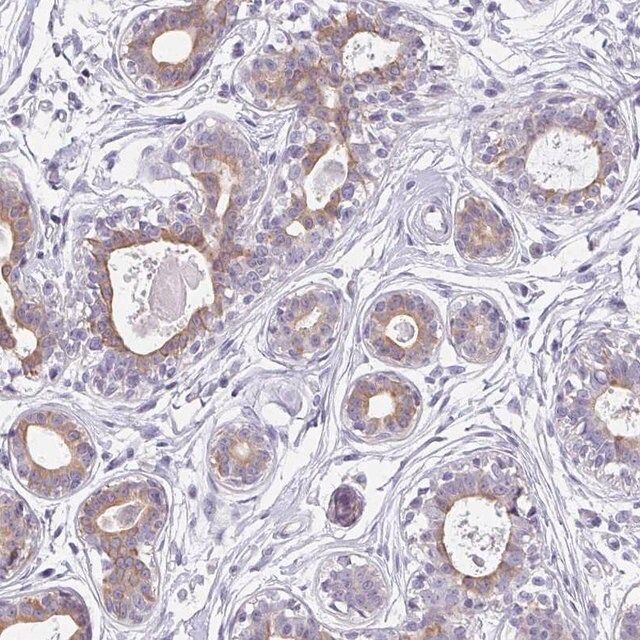 Anti-C1QTNF8 antibody produced in rabbit