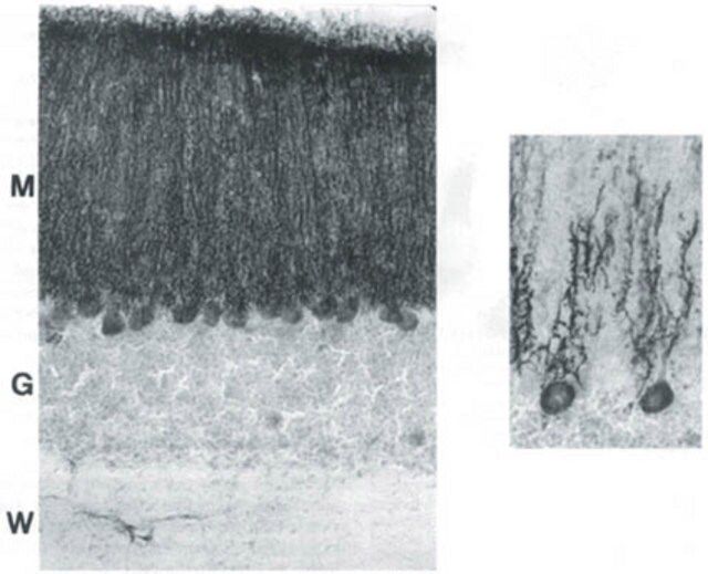 Anti-Cranin Antibody, aa572-604 of human sequence, clone 6C1