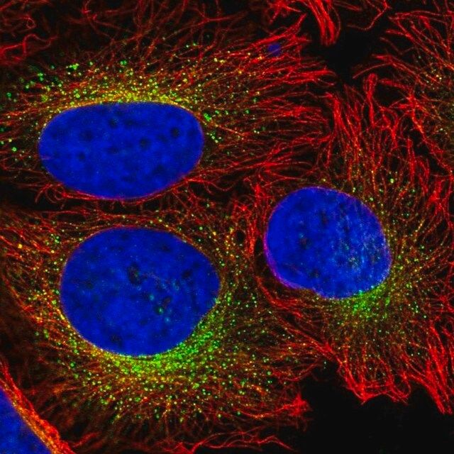 Anti-CREG1 antibody produced in rabbit
