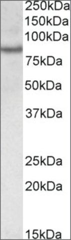 Anti-CRTC2 antibody produced in goat