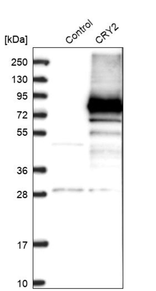 Anti-CRY2 antibody produced in rabbit