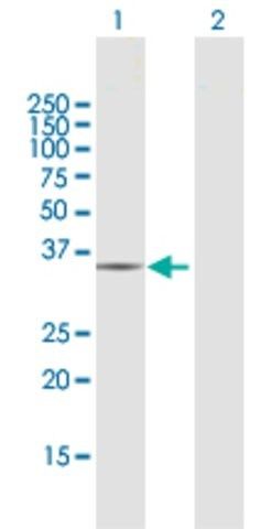 Anti-CRYZ antibody produced in rabbit