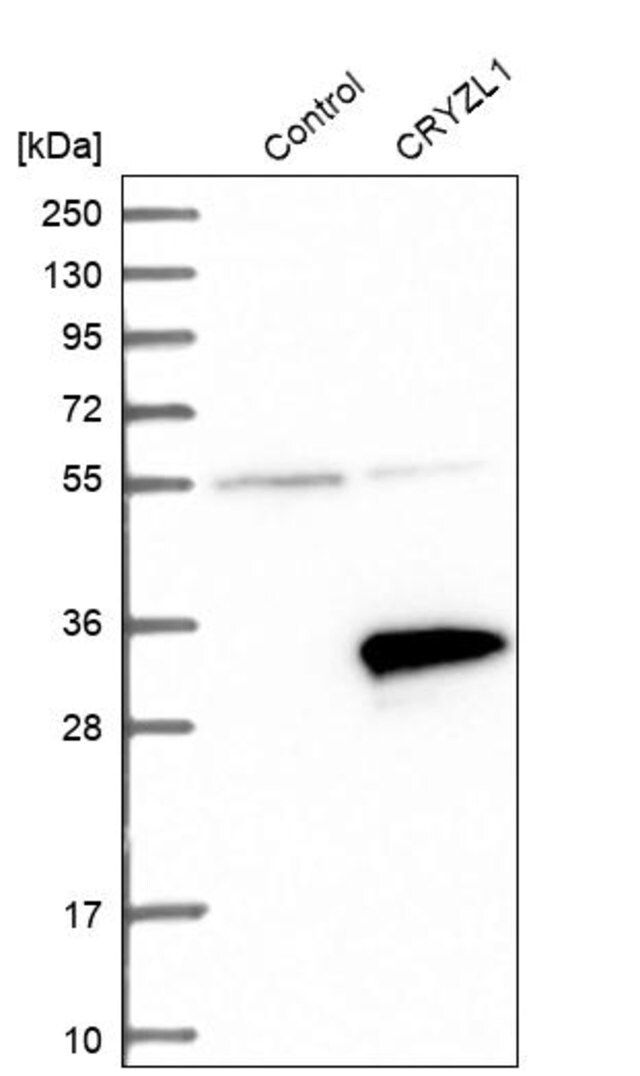 Anti-CRYZL1 antibody produced in rabbit