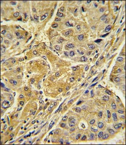 ANTI-CRYL1 (C-TERM) antibody produced in rabbit