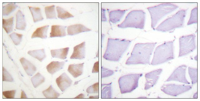 Anti-CRYAB antibody produced in rabbit