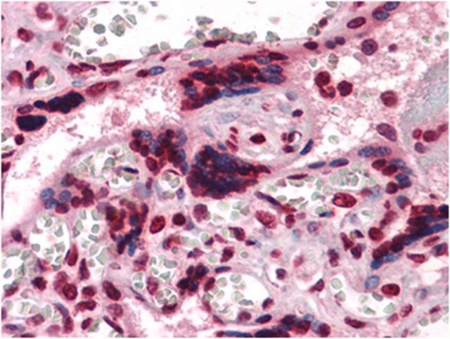 Anti-CSF1 Antibody, clone 2D10