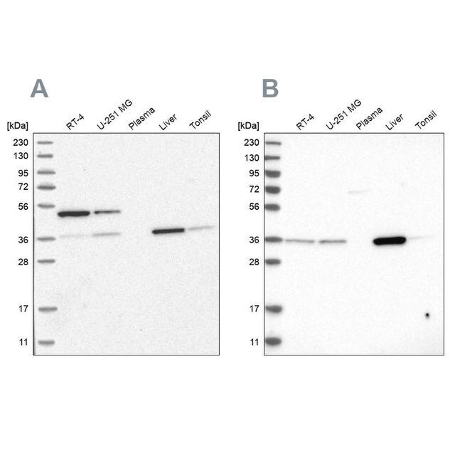 Anti-CRYZ antibody produced in rabbit