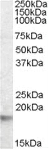 Anti-CRYAB antibody produced in goat