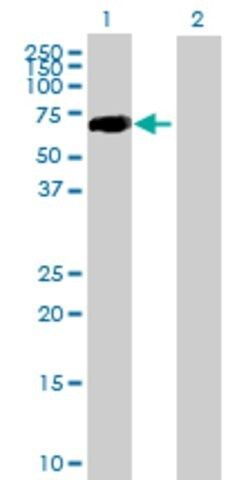 Anti-CRTAM antibody produced in mouse