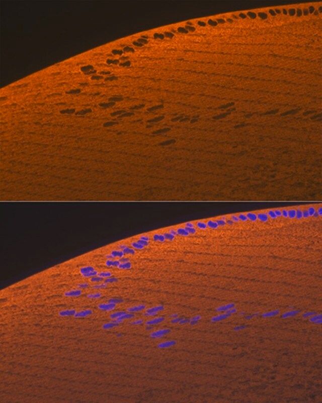 Anti-CRYAA antibody produced in rabbit