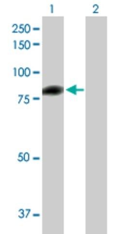 Anti-C1S antibody produced in mouse