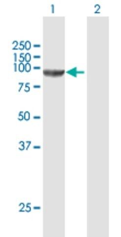 Anti-CSDE1 antibody produced in mouse