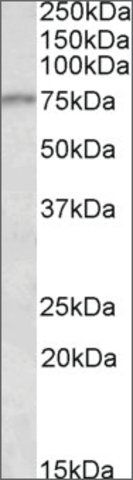 Anti-CRTC2 antibody produced in goat