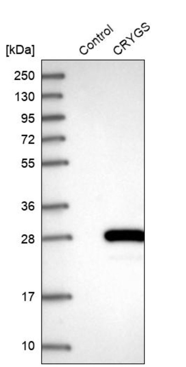 Anti-CRYGS antibody produced in rabbit
