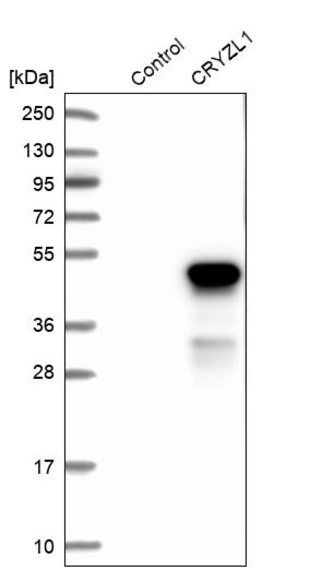 Anti-CRYZL1 antibody produced in rabbit