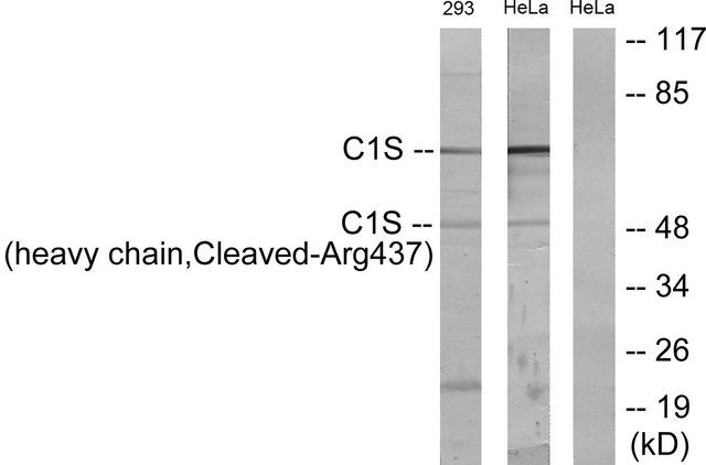 Anti-C1S (heavy chain, Cleaved-Arg<sup>437</sup>) antibody produced in rabbit