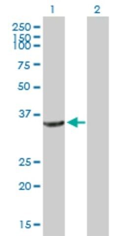 Anti-CRYZ antibody produced in mouse