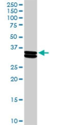 Anti-CSN1S1 antibody produced in rabbit