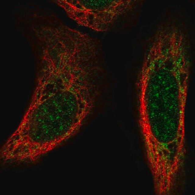 Anti-CSPG5 antibody produced in rabbit
