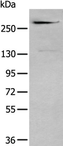 Anti-CSPG4
