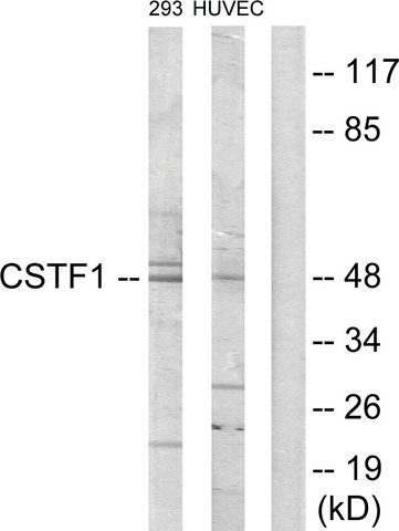Anti-CSTF1 antibody produced in rabbit