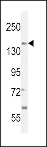 ANTI-CT117 (N-TERM) antibody produced in rabbit