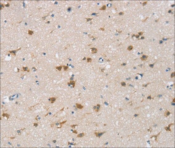 Anti-CSPG4