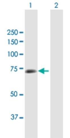 Anti-CSTF2 antibody produced in mouse