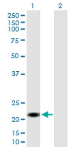 Anti-CSH2 antibody produced in mouse