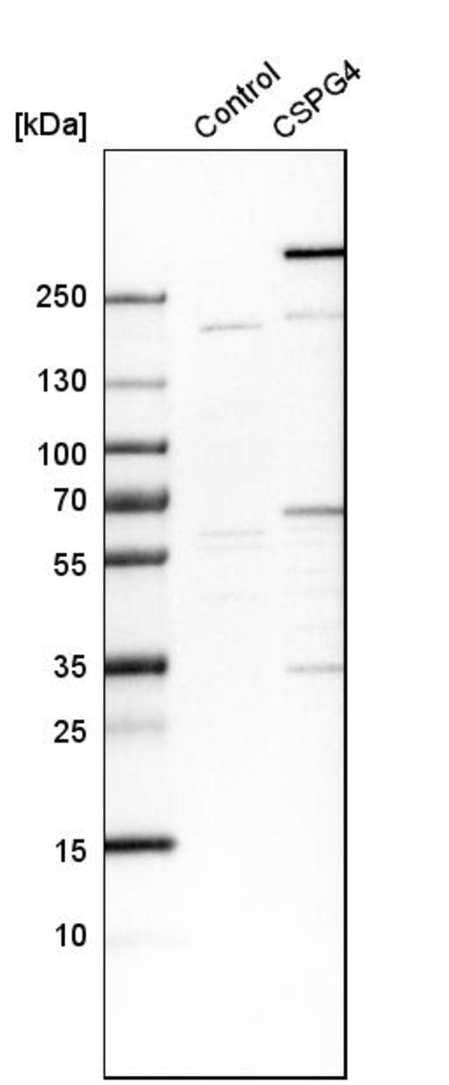 Anti-CSPG4 antibody produced in rabbit