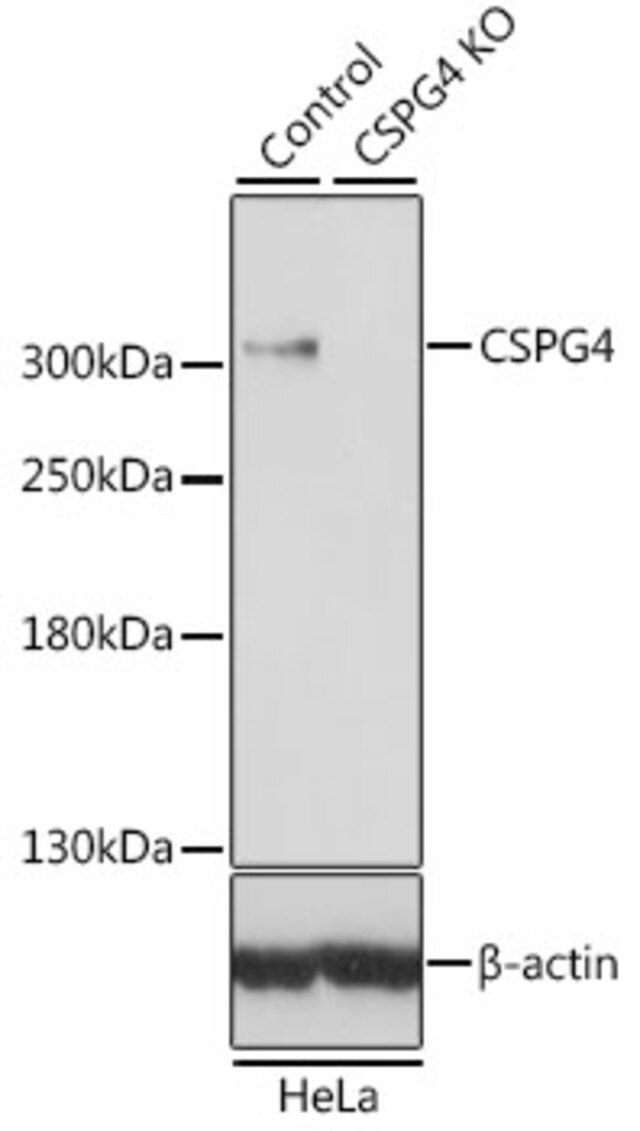 Anti-CSPG4 antibody produced in rabbit
